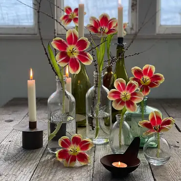 Lær å dyrke blomster hjemme thumbnail 5