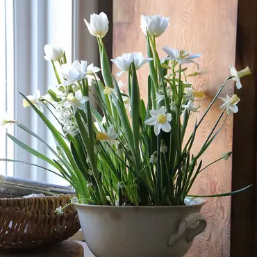 Lær å dyrke blomster hjemme thumbnail 6