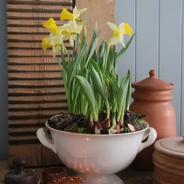 Lær å dyrke blomster hjemme thumbnail 7