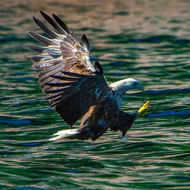 Natur- og havørnsafari thumbnail 1