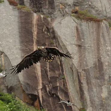 Natur- og havørnsafari thumbnail 2