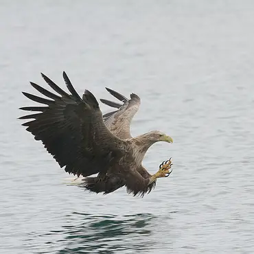 Natur- og havørnsafari thumbnail 3