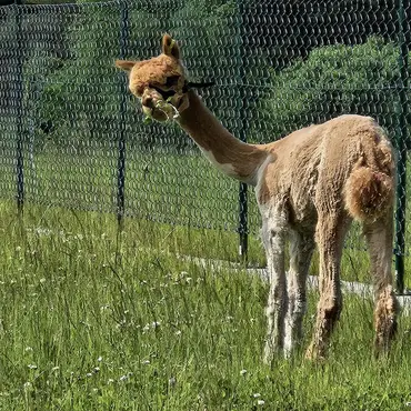 Alpakkaparken for familien thumbnail 2