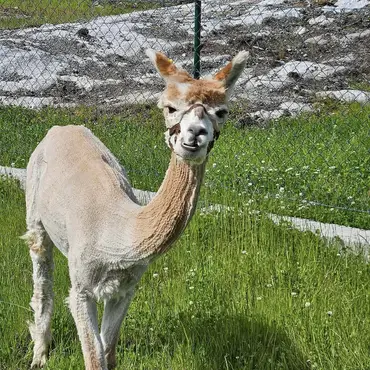 Alpakkaparken for familien thumbnail 6