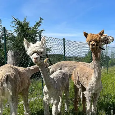 Alpakkaparken for familien thumbnail 7