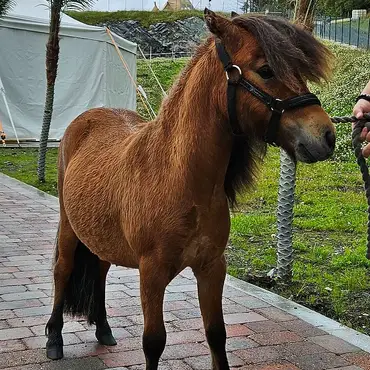 Alpakkaparken for familien thumbnail 8