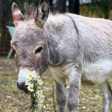 Piknik med dyrene thumbnail 3