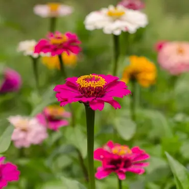 Kurs i blomsterdyrking thumbnail 1