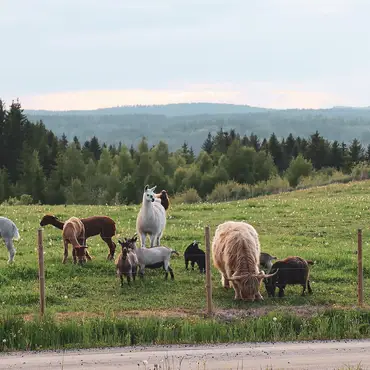 Gårdsovernatting thumbnail 10