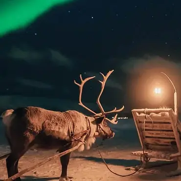 Reinsdyrsafari med sameleir og middag thumbnail 1