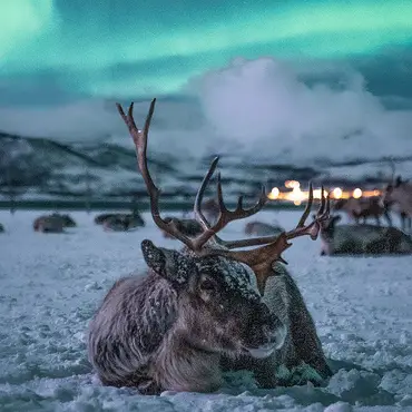 Reinsdyrsafari med sameleir og middag thumbnail 2