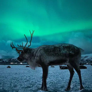 Reinsdyrsafari med sameleir og middag thumbnail 3