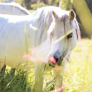 Ponniridning i skogen thumbnail 4