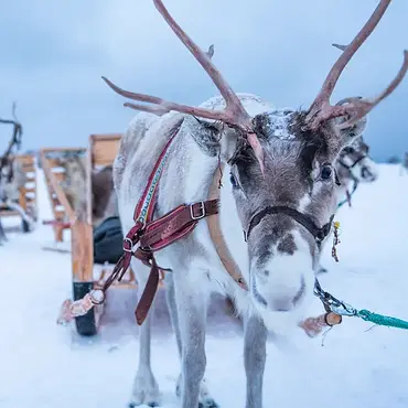 Reinsdyrsafari thumbnail 1