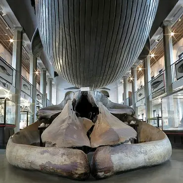 Årskort Vestfoldmuseene thumbnail 12