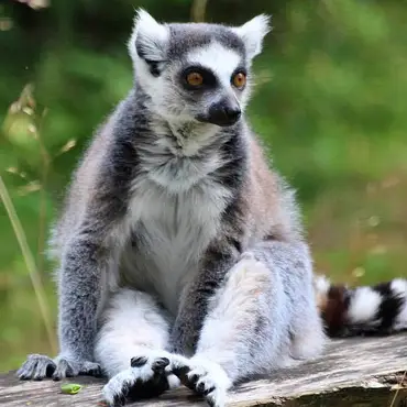 Dyreparken for barn thumbnail 3