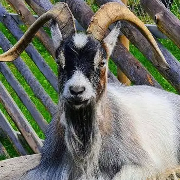 Dyreparken for barn thumbnail 4