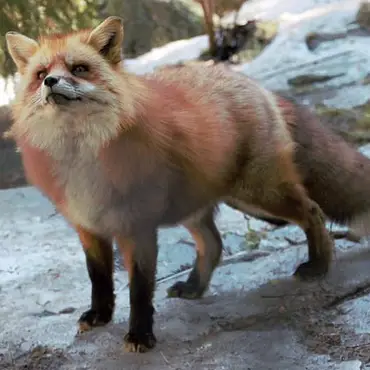 Dyreparken for barn thumbnail 5