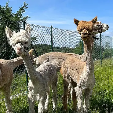 Alpakkabesøk thumbnail 6