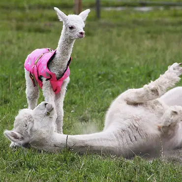 Alpakkabesøk thumbnail 9