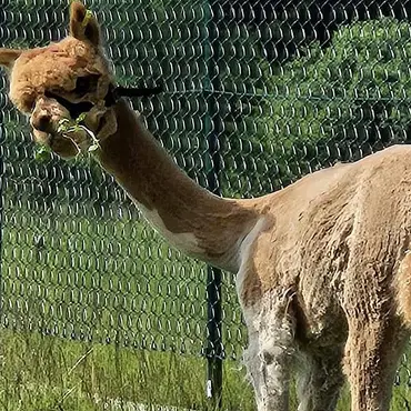 Alpakkabesøk thumbnail 3