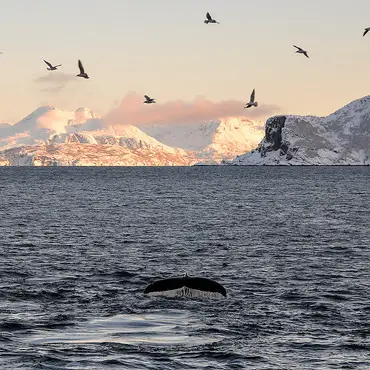 Hvalsafari thumbnail 2