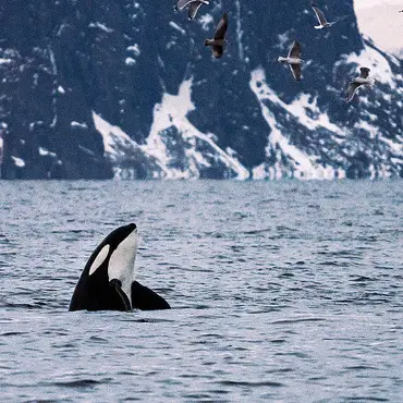 Hvalsafari thumbnail 3