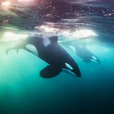 Hvalsafari thumbnail 4