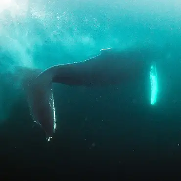 Hvalsafari thumbnail 5