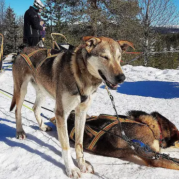 Hundekjøring heldagstur thumbnail 7