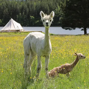 Alpakkaglamping thumbnail 1
