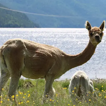 Alpakkaglamping thumbnail 3