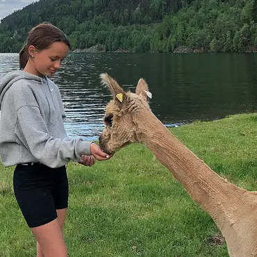 Alpakkaglamping thumbnail 5