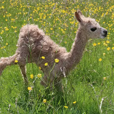 Alpakkaglamping thumbnail 7