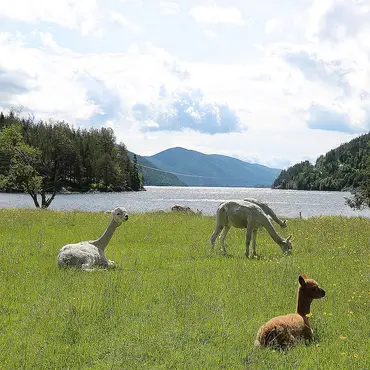 Alpakkaglamping thumbnail 9