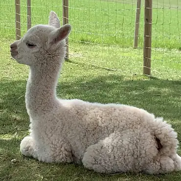 Stabbursnatt med alpakkaer thumbnail 7