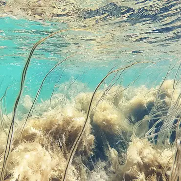 Snorklesafari thumbnail 2