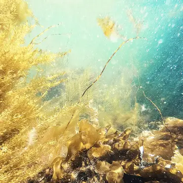 Kurs i fridykking thumbnail 2