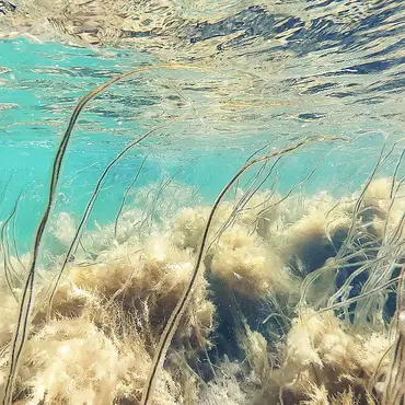 Kurs i fridykking thumbnail 4