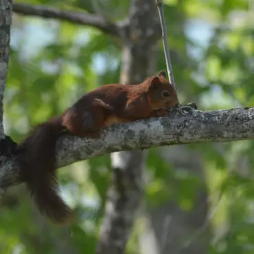 Hytta i Tretoppene thumbnail 10