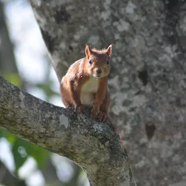 Hytta i Tretoppene thumbnail 11