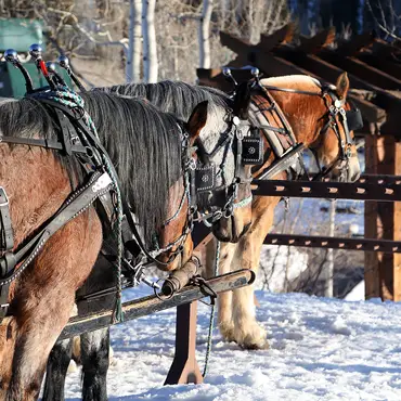 Kanefart med middag thumbnail 4