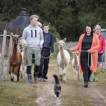 Alpakkavandring for familien thumbnail 5