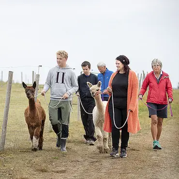 Alpakkavandring for familien thumbnail 2