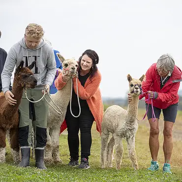 Alpakkavandring for familien thumbnail 7