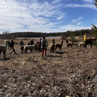 Alpakkavandring for familien thumbnail 10