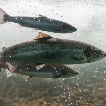 Laksefiske med guide thumbnail 4