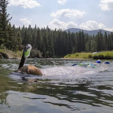 Elvesnorkling thumbnail 4