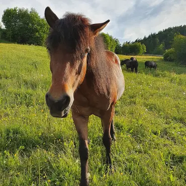 Gårdsbesøk for familien thumbnail 2