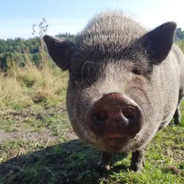 Gårdsbesøk for familien thumbnail 3